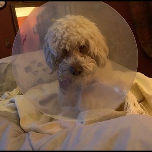 Meet your Posher, Frank